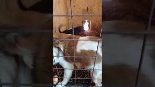 Весёлые малыши    #собака #dog #dogs