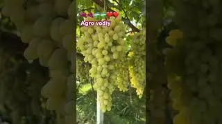 Хусайни узум 🍇🍇🍇 #uzbekistan #tashkentuzbekistan #toshkent #fruit #farming #uzbekistancapital