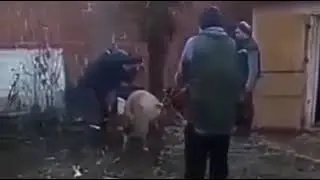 Били свинка, убили чела