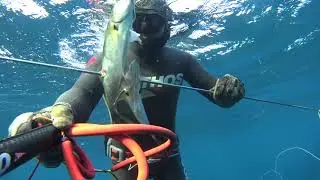 two shots of four fish - bluefish and sarago