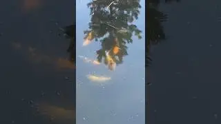 Карпы кои в пруду на даче #пруд #участок #видео #shorts #fishing #рыбалка