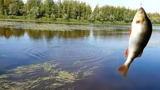 Сушилка для рыбы: рыбалка, засолка и сушка рыбы
