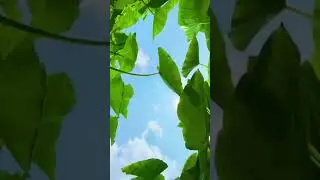 This is called videography 🤩🫶 #shorts #videography #shortvideo