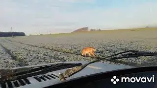 Встретил шныря)