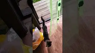 Август, Утро, Котики #котики