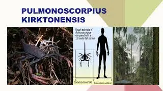 The Big Bugs of the Carboniferous Period