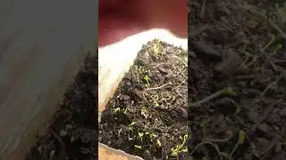 Wildflower Sprouts: taking the lid off #gardening #seedstarting