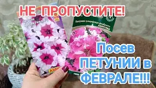 ПЕТУНИЯ 2024 // КАК Я СЕЮ ПЕТУНИЮ // КОКОСОВЫЙ СУБСТРАТ