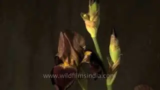 Purple iris opening in time lapse