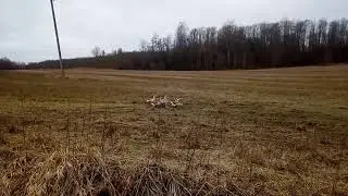 Лиса напугала домашних гусей