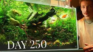 The Evolution of an Aquarium in 250 Days