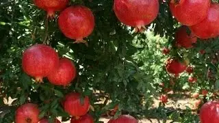 Хоби хуш подписчикои тиллои🌹🌷💐🌺🌹🌸💐