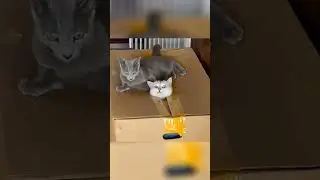 #funnyanimals 😂 #cat