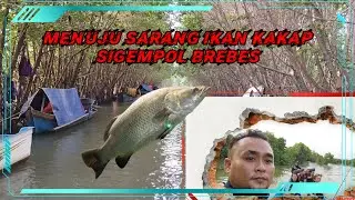 Sarang Ikan Kakap Di Ranggon Si Gempol Brebes.. ||