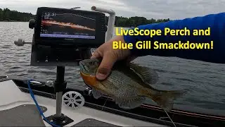 LiveScope Jumbo Perch and Blue Gill Smack Down!