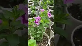#калибрахоа