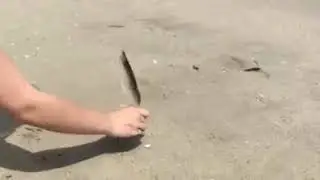 Мышка на экваторе