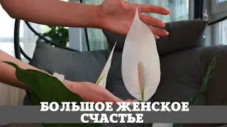 Пересадка Большого Женского Счастья