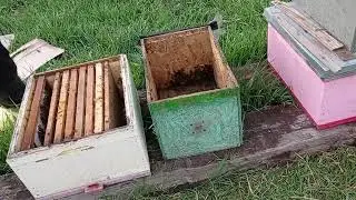 Первая партия  ловушек.🐝👍