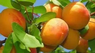 MALATYA HAS AKÇADAĞ KAYSI 'SI