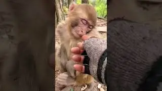 ngủ tí mà cũng phá #pets #monkey #thucung #shorts #cutemonkey
