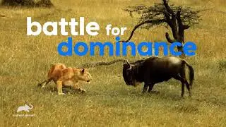 Animal Planet Survival Games