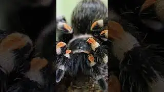 ¿Sabías que todas las arañas tienen ocho patas? 🕷️​