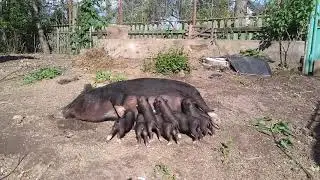 Вьетнамская свинка кормит малышей