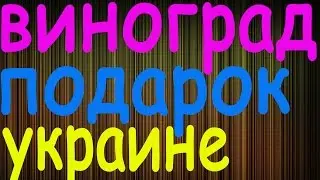 Виноград Подарок Украине ▼▼▼▼▼▼