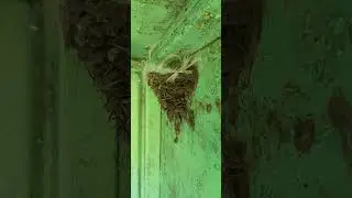 Птенцы