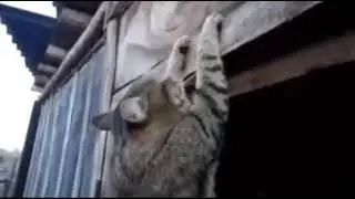 Он не находит отговорок. Он просто берет и делает.