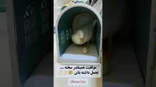 تحمل کن رفیق تحمل کن ...  با آرزوی موفقیت برای همه 🥚🤌🏻#انگیزشی #موفقیت