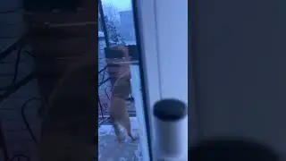 #помощьбездомнымживотным