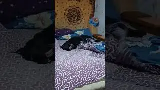 Когда в душе еще щенок