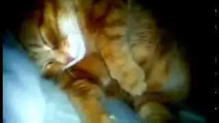 Супер прикол!Прикольный храп кота!Топ приколы март 2015.Приколы с животными.