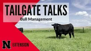 Bull Management