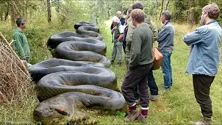 10 Largest Snakes In The World