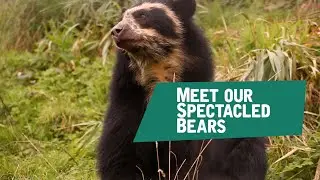 Meet Rasu & Madidi, our Spectacled Bears 🐻🐻