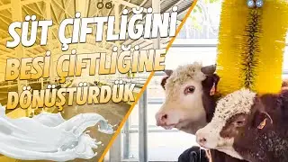 SÜT ÇİFTLİĞİNİ BESİ ÇİFTLİĞİNE DÖNÜŞTÜRDÜK