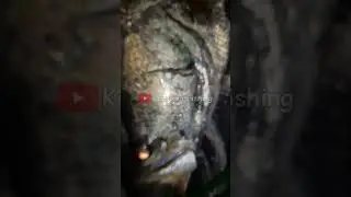 MANCING MALAM ADA 2 MATA MENYALA MERAH. MERINDING