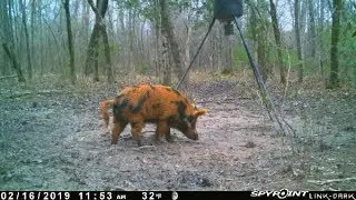 This Wild Boar And Late Season Deer Are Making Me Look Stupid