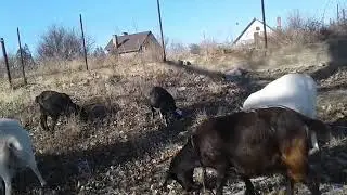 Можно ли зимой гулять с козами?🐐