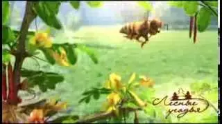 Ролик Мёд Лесные Угодья