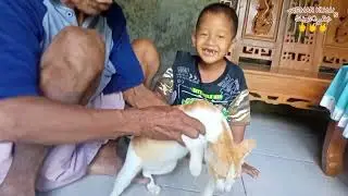 viral kucing lucu kucing joget