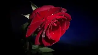 Armando Sciascia Orchestra - Schubert Serenade