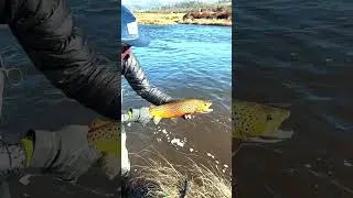 Trout season ends