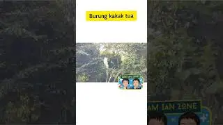 Burung kakaktua bernyanyi di Ancol