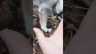 Нашли лося. Зсл Юк и Тайгур 3 месяца.