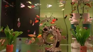 IQ anda tembus 200 bila bisa menentukan berapa jenis ikan di akuarium ini