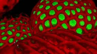 Fluorescent flowers